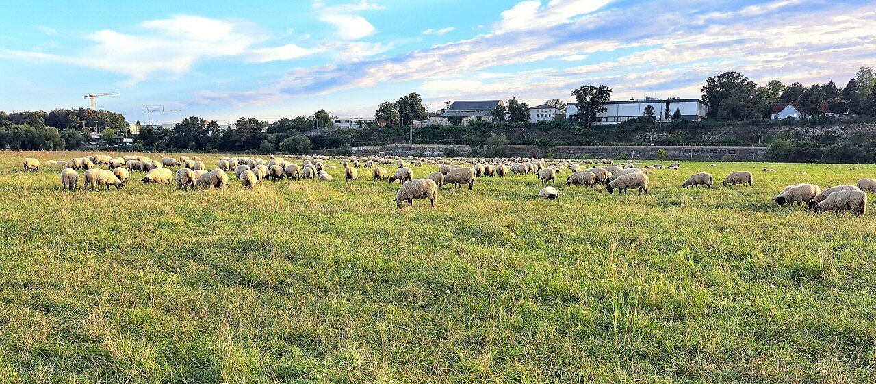 The river meadows on the Neustadt bank