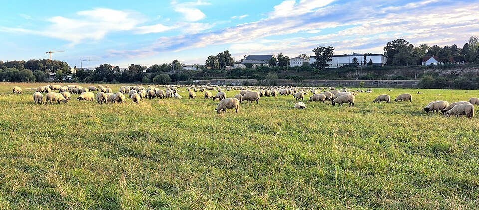 Sheep grazing on the Elbe meadows
