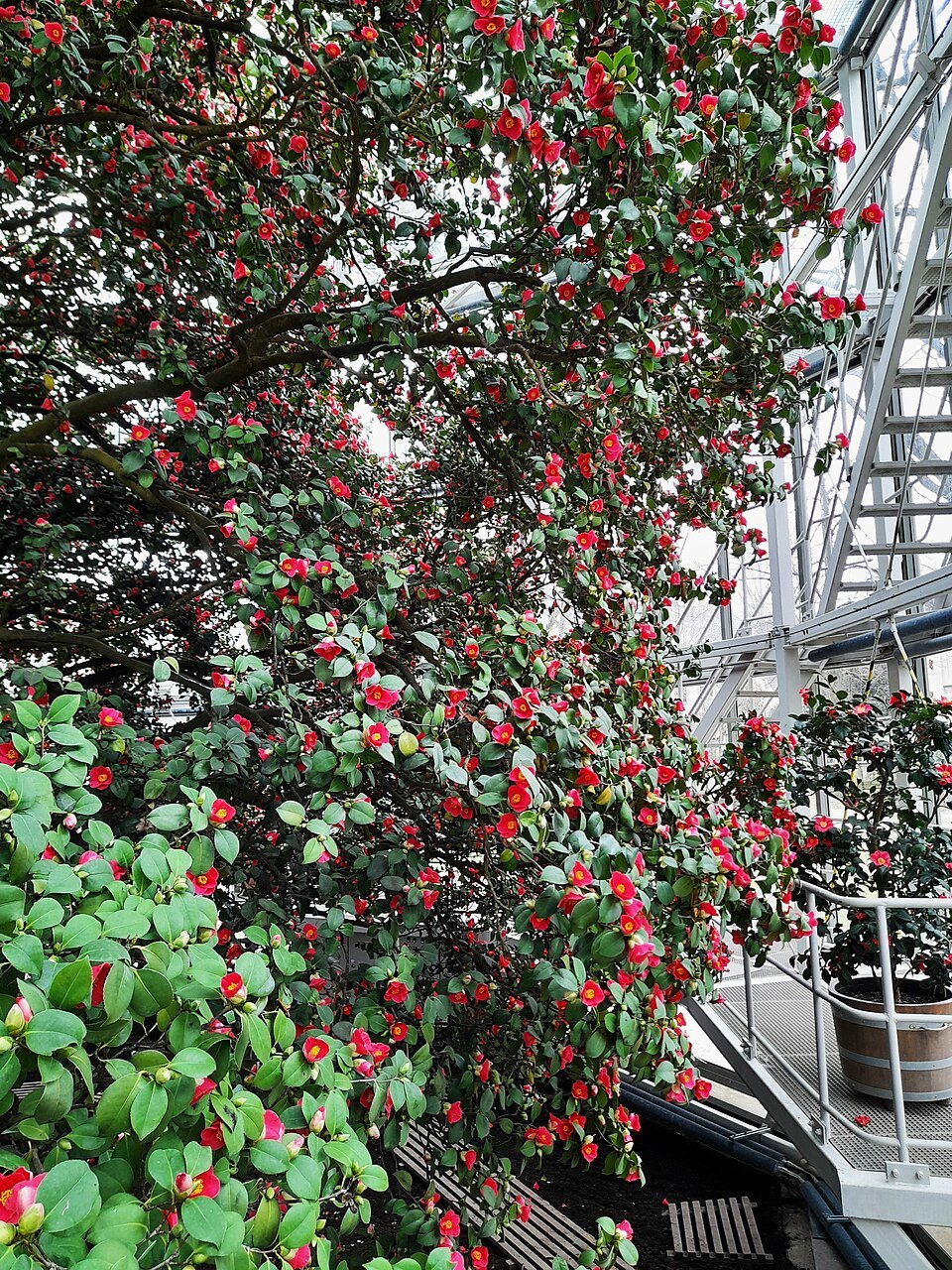 The Pillnitz camellia in flower