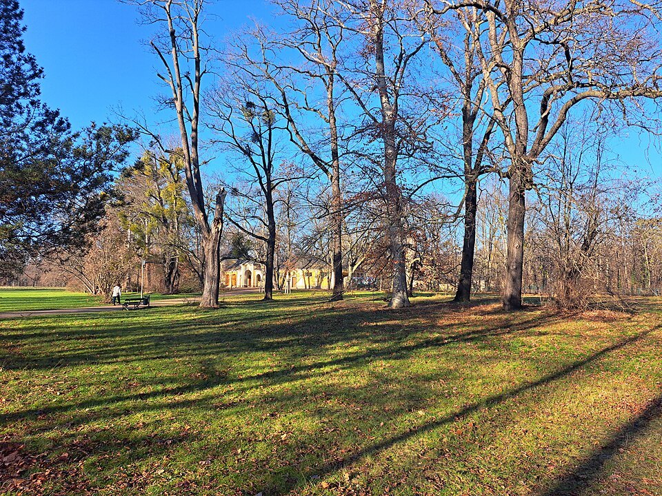 Tall bare trees in low winter sun