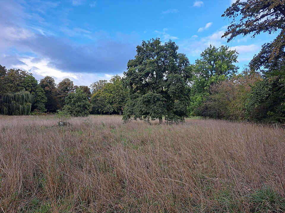 A wild meadow and oaks in the Großer Garten